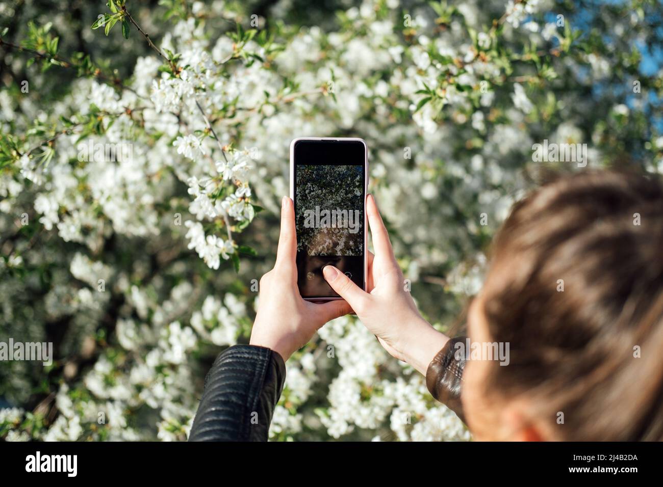 Weibliche Hand hält Handy und nehmen Foto blühenden Frühling Kirschbäume im Sonnenlicht. Smartphone-Foto Stockfoto