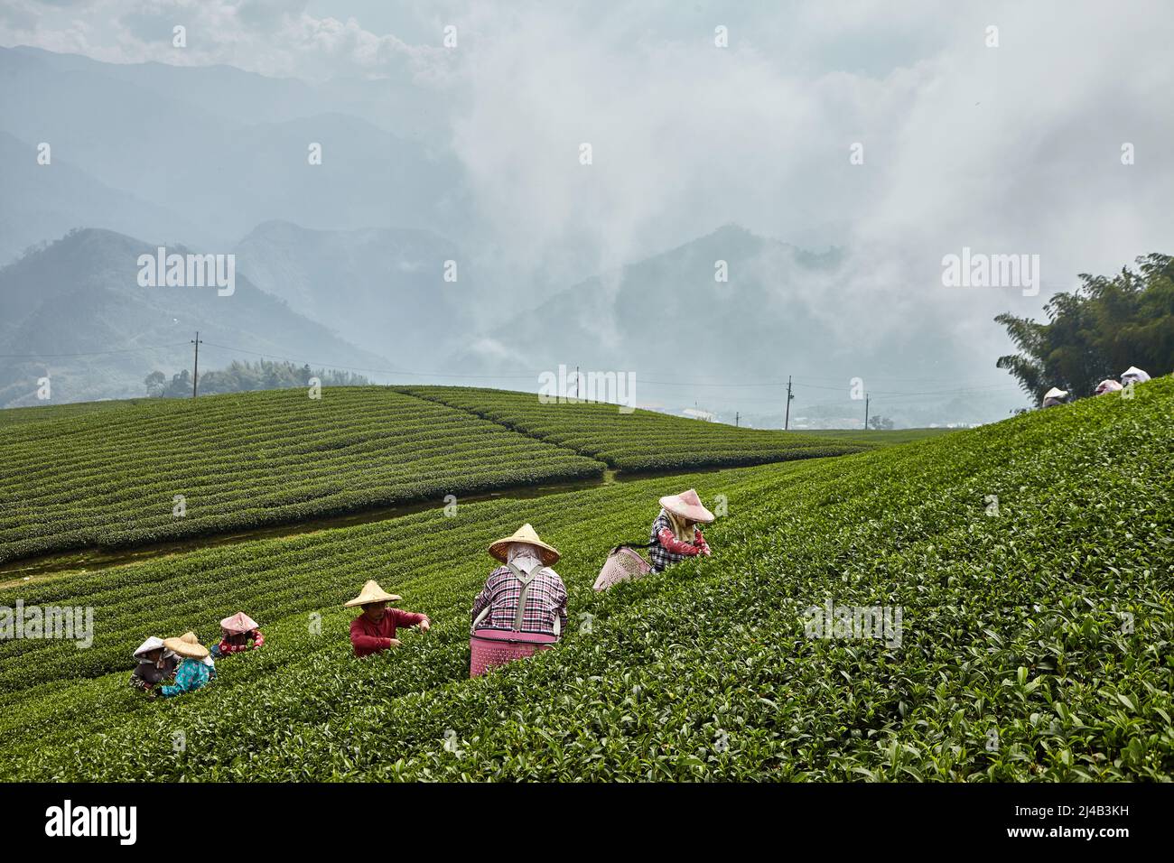 Sammeln von Teeblättern von Hand auf dem Berg Alishan, Taiwan. Hier sind die optimalen Bedingungen für den Anbau von Tee Stockfoto