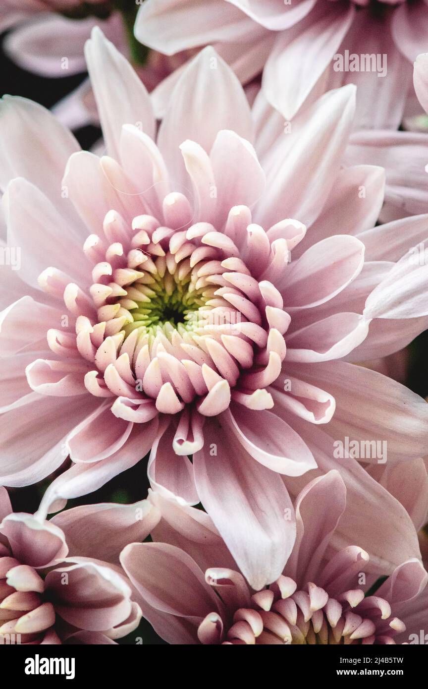 Schöne rosa & weiße Chrysanthemen - Makro Stockfoto