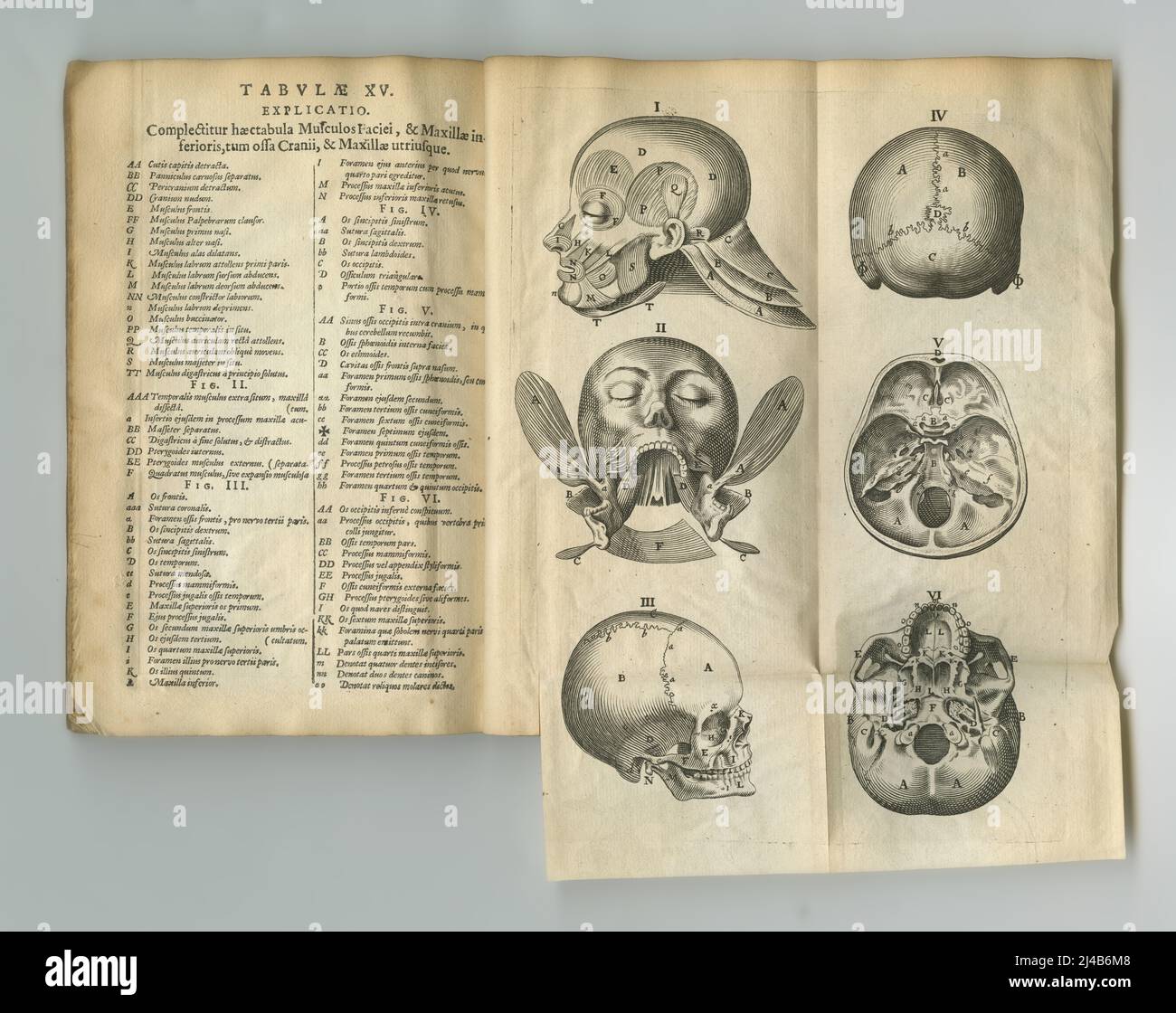 Verwitterte medizinische Literatur. Ein altes Anatomiebuch mit seinen Seiten auf dem Display. Stockfoto