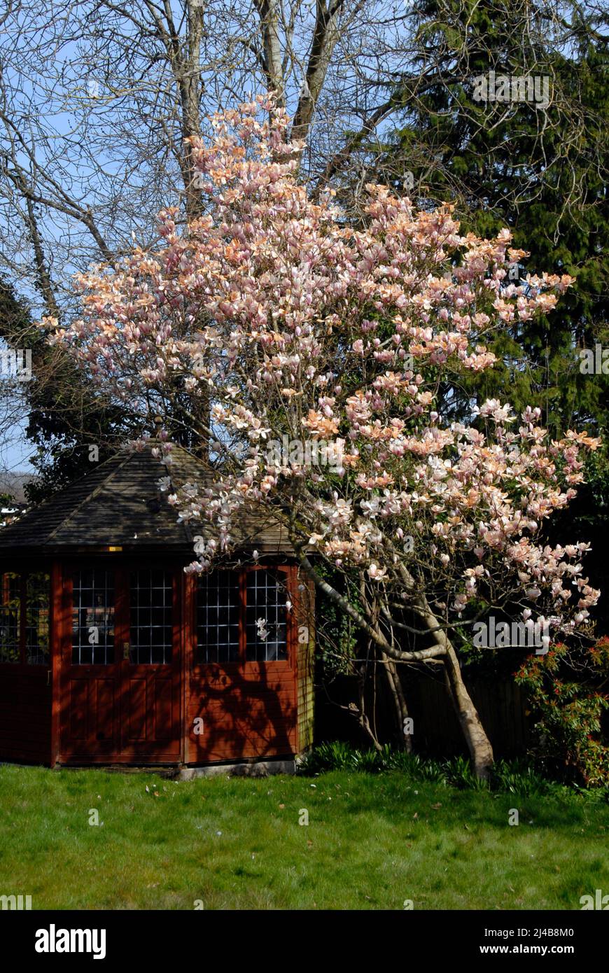 Blüht auf einem Magnolienbaum, der nach dem starken Frost über Nacht im Frühjahr braun wurde Stockfoto