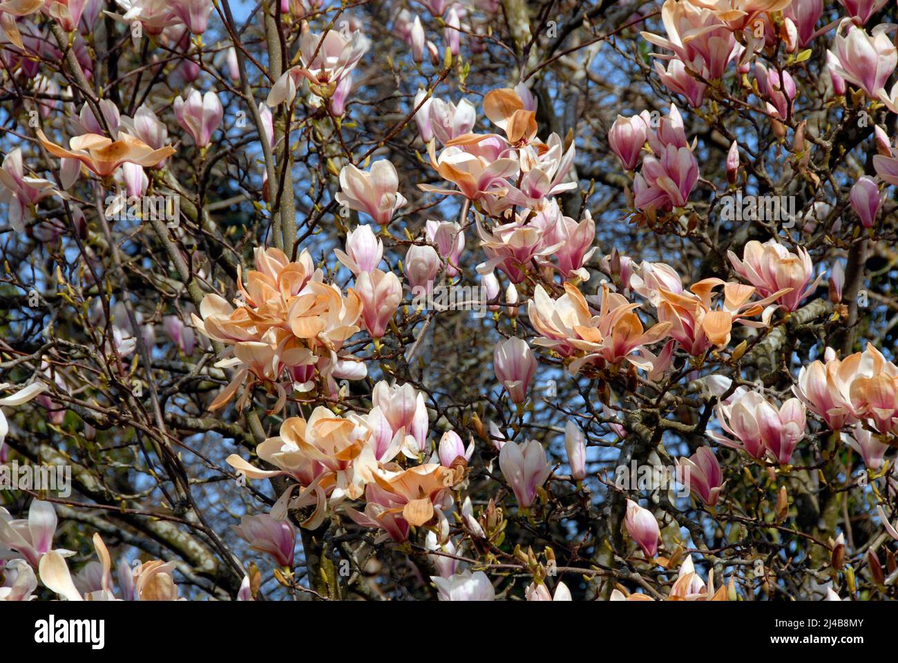 Blüht auf einem Magnolienbaum, der nach dem starken Frost über Nacht im Frühjahr braun wurde Stockfoto