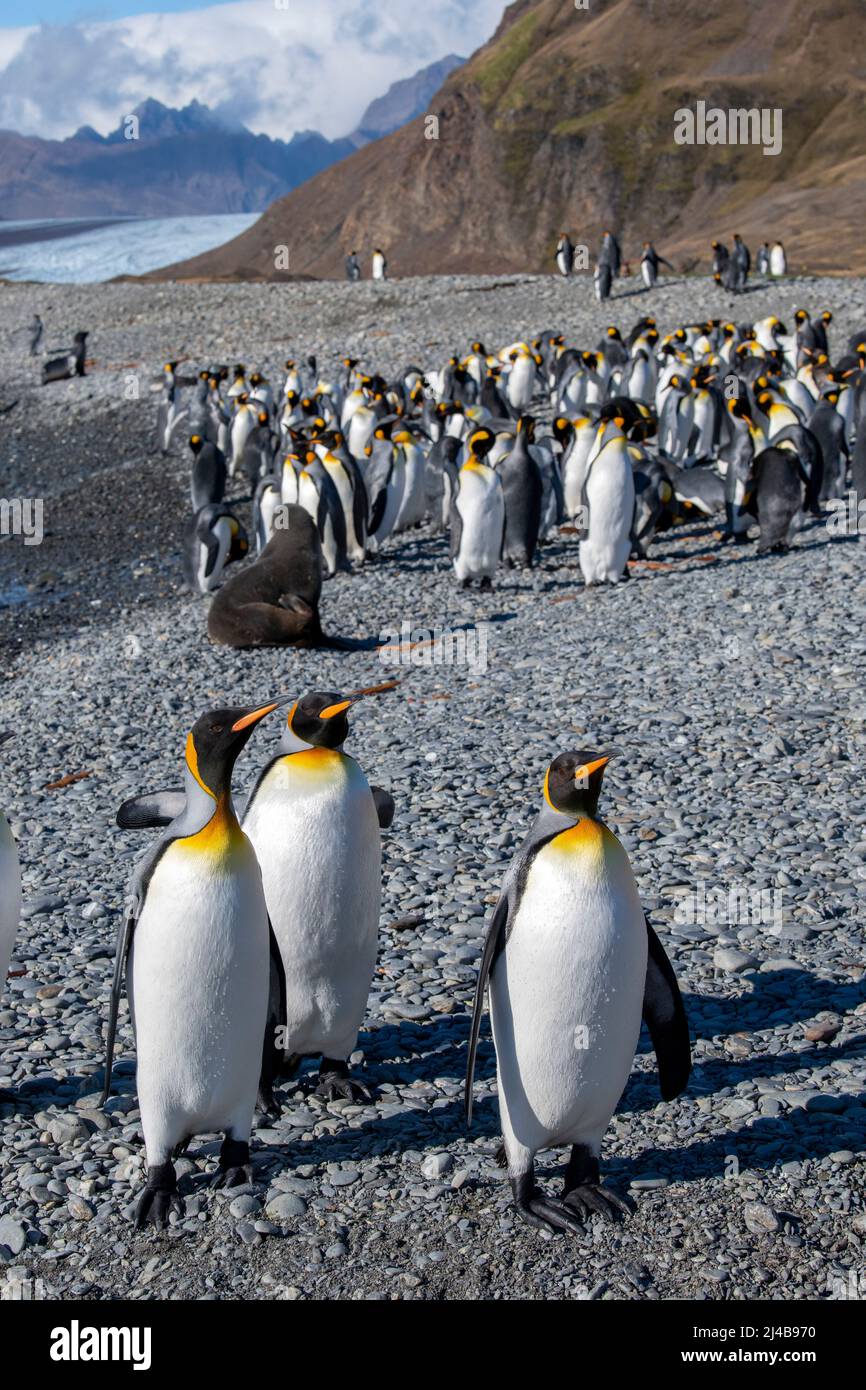 South Georgia, Fortuna Bay, Whistle Cove. Königspinguine an der malerischen Küste. (Aptenodytes patagonica) zurücktretender Gletscher in der Ferne. Stockfoto