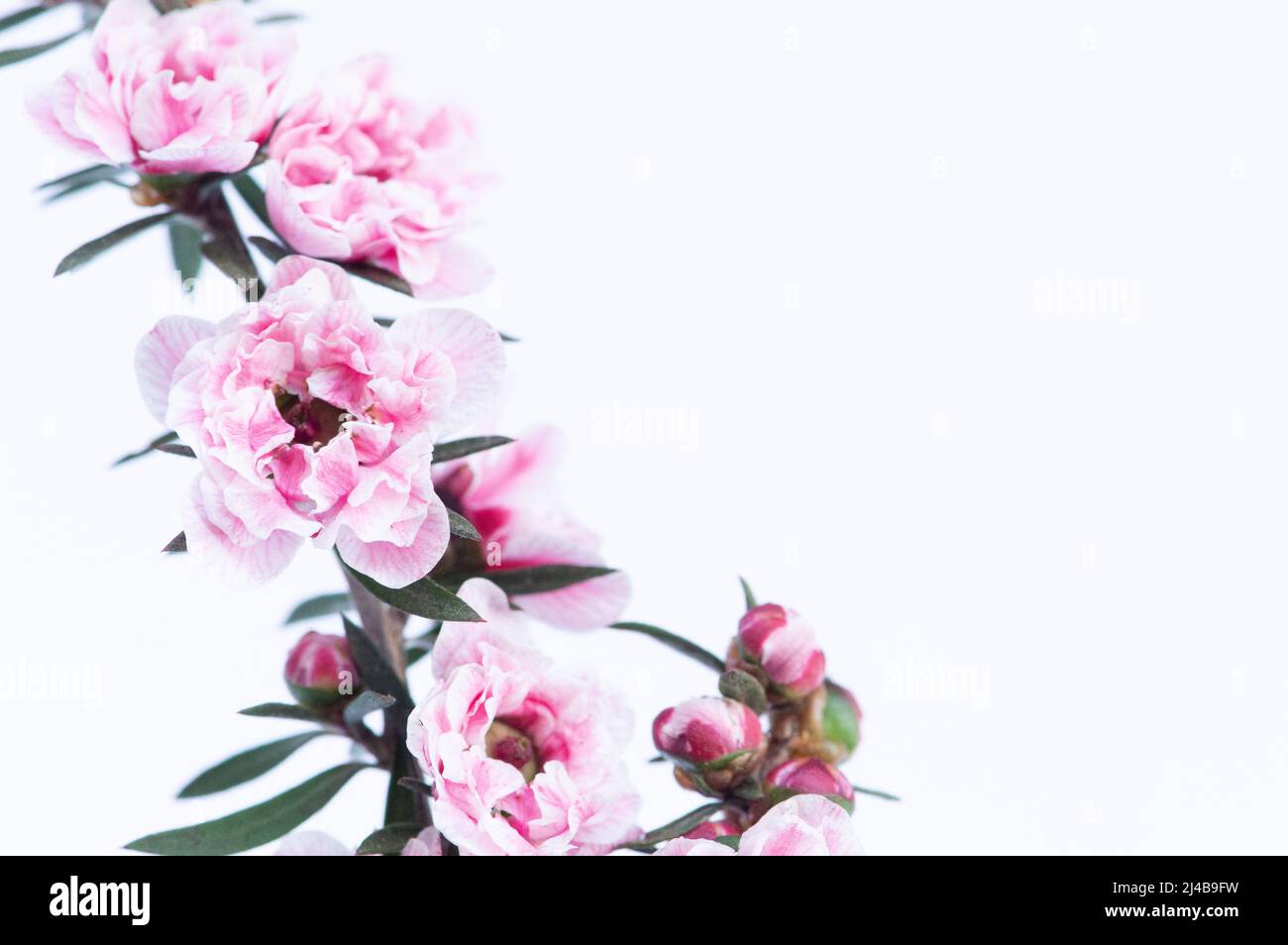 Manuka Tree Pink Flowers on Vine w/White Background - Makro Stockfoto