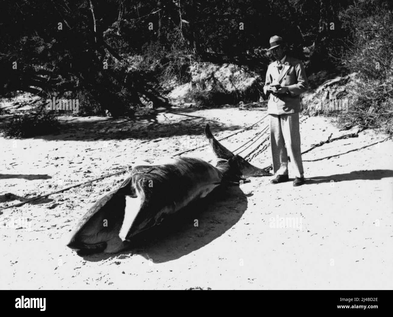 13ft Finback-Hai in Gunnamatta Bay. 16. August 1935. (Foto von Leonard/Fairfax Media). Stockfoto