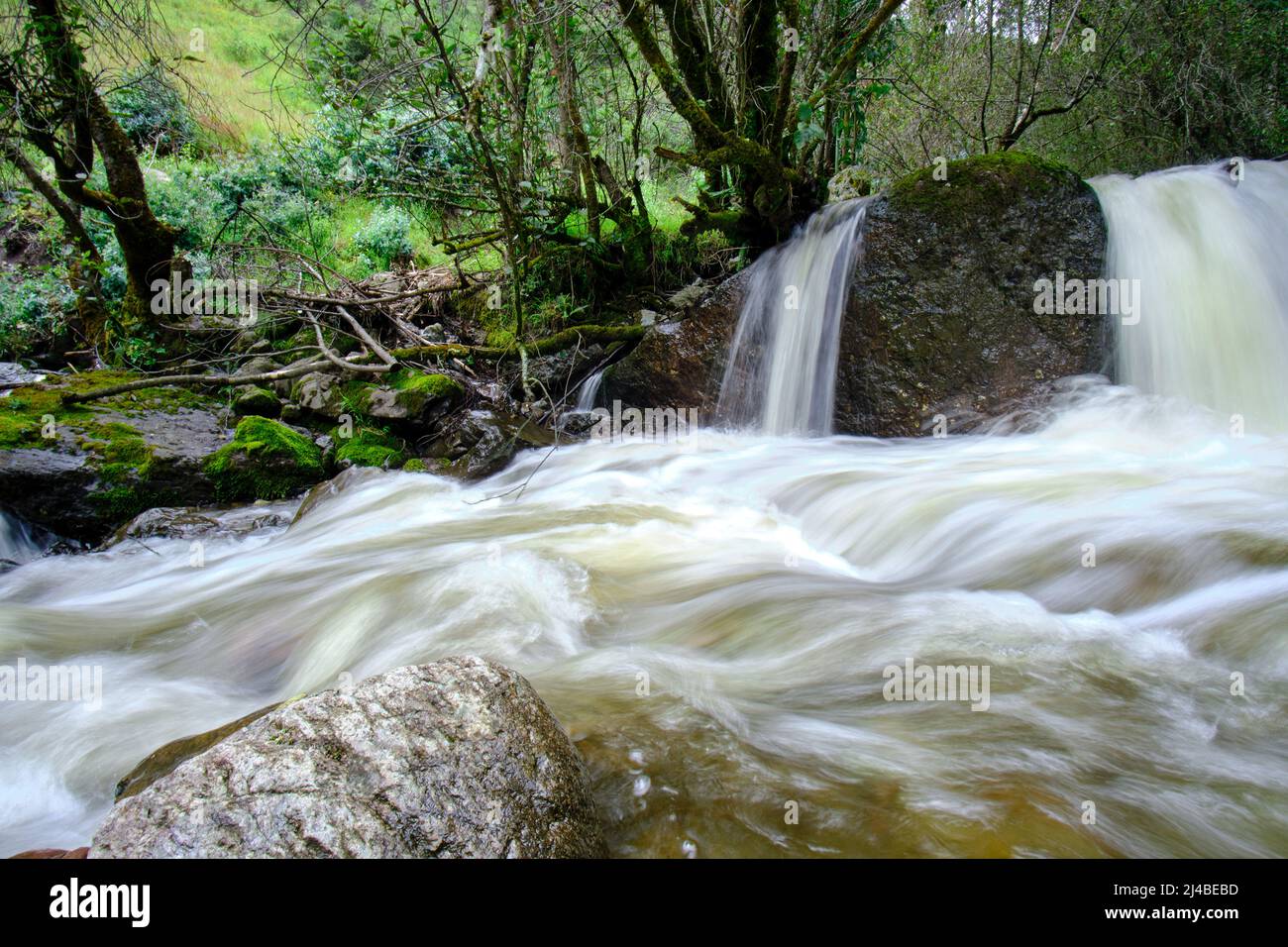 Schöne Landschaft des interandischen Waldes, wo ein Bach aus Wasser fließt, der Wasserfälle und einen kleinen Fluss bildet. Stockfoto