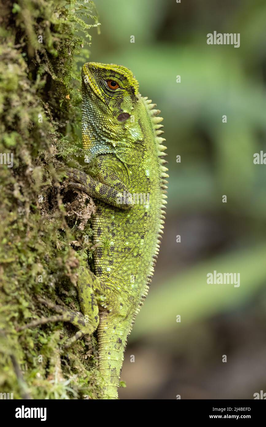 American Green Iguana in Ecuador Stockfoto