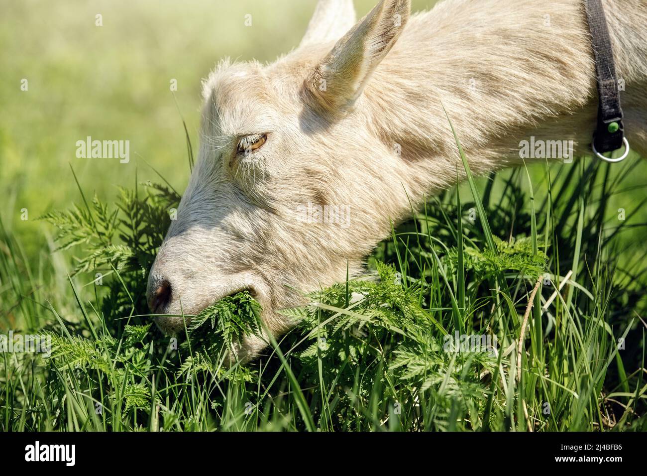 Nahaufnahme eines beigefarbenen Ziegenbocks, wie es köstlich frisches Gras frisst. Stockfoto