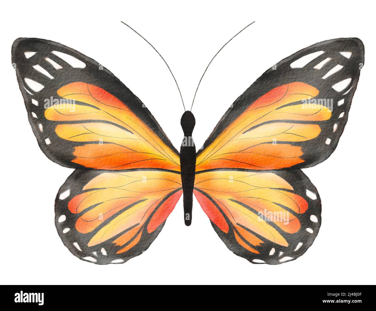Aquarell handgezeichneter Schmetterling isoliert auf weißem Hintergrund.  Orangefarbener Monarch-Schmetterling Stockfotografie - Alamy