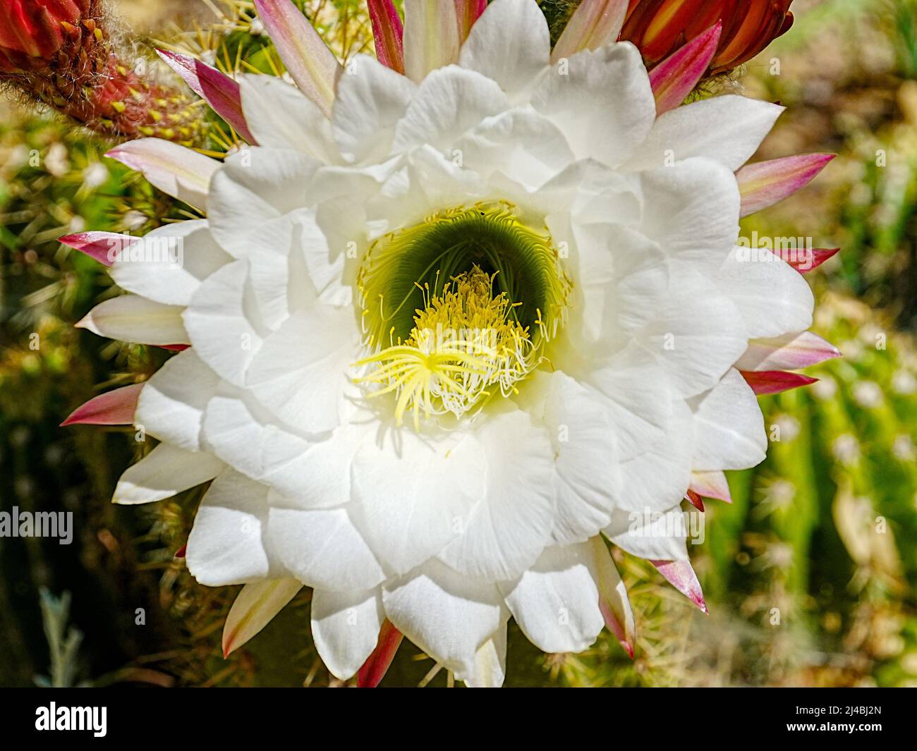 Echinopsis candicans, oder Argentine Giant, hat eine wunderschöne, wabenreiche weiße Blüte, die sie zu einer der beeindruckendsten Kaktusblüten macht Stockfoto