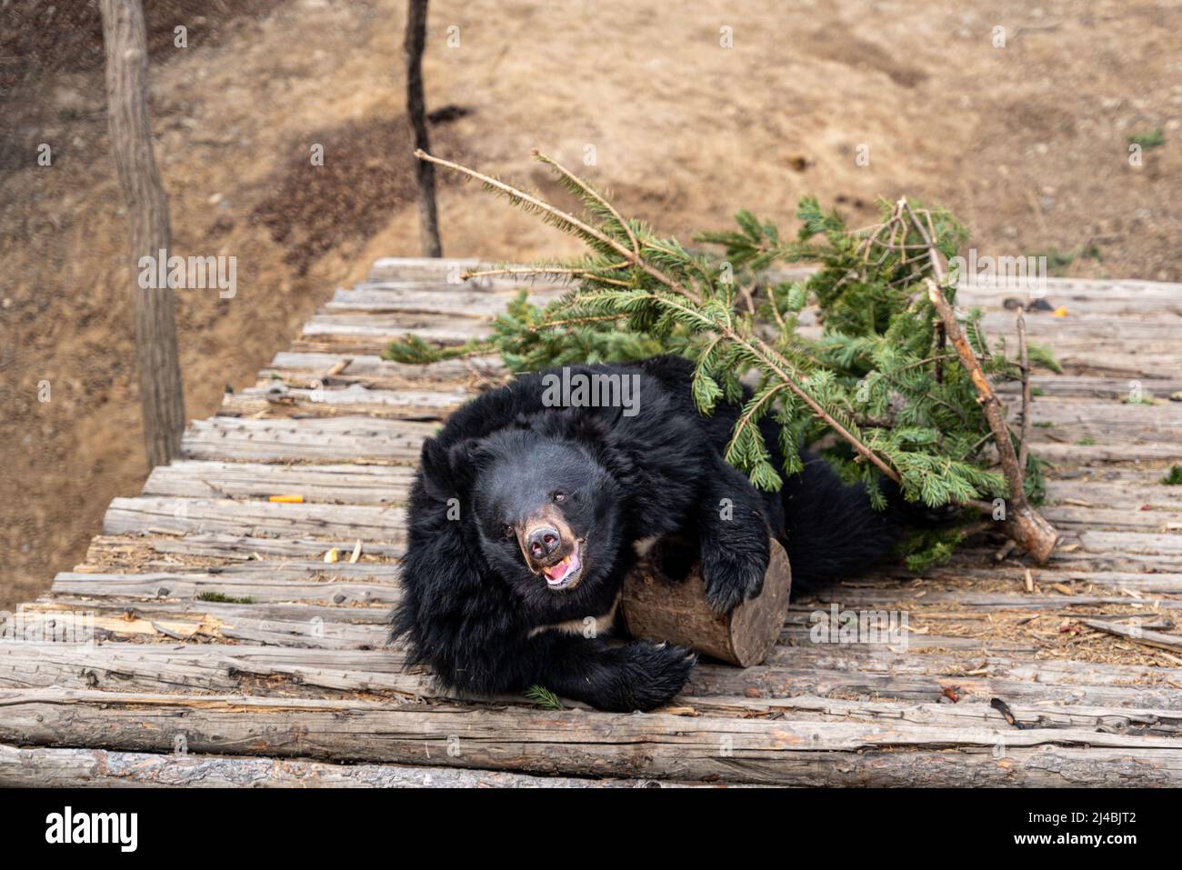 Der Schwarzbär ruht im Zoo. Hochwertige Fotos Stockfoto