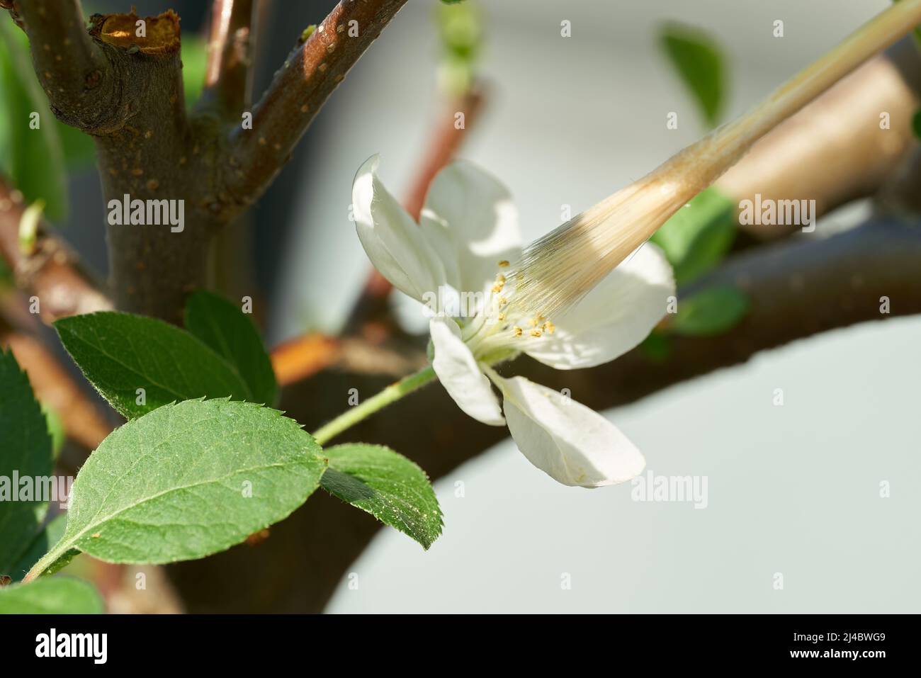 Künstliche Bestäubung der Blume des Apfelbonsai mit einem Pinsel Stockfoto