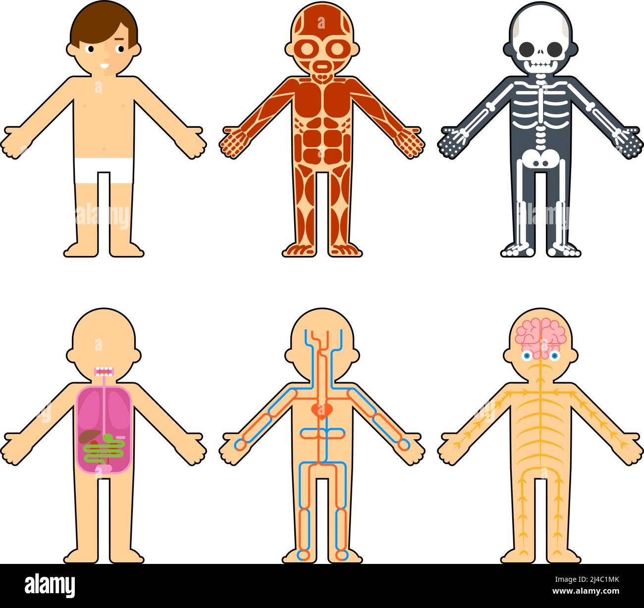 Körperanatomie für Kinder. Das Skelett und die Muskeln, das Nervensystem und das Kreislaufsystem Infografiken Elemente Stock Vektor