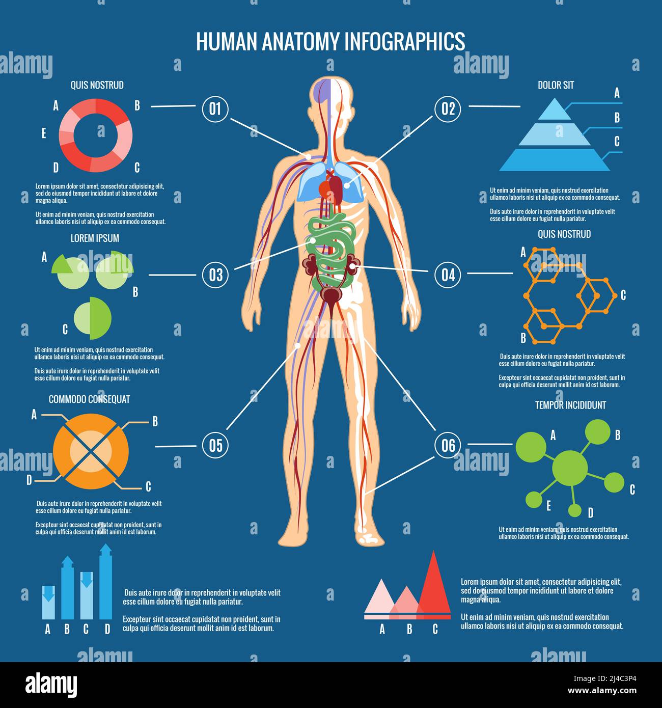 Farbige menschliche Körper Anatomie Infografik Design auf blaugrünem Hintergrund. Stock Vektor