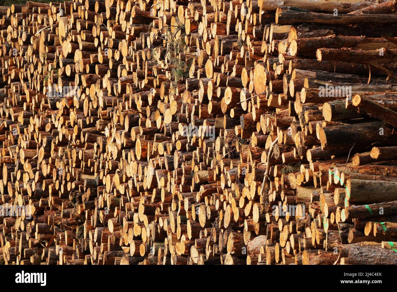 07. April 2022, Brandenburg, Beelitz/OT Schäpe: Mehrere feste Kubikmeter frisch geschnittener Baumstämme liegen auf einem polter abseits der Straße am Waldrand. Foto: Soeren Sache/dpa Stockfoto