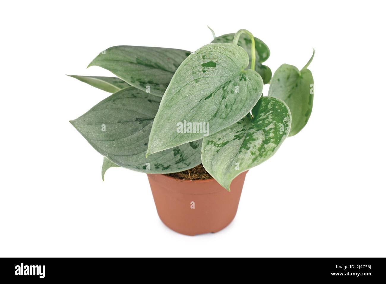 Exotische Zimmerpflanze 'Scindapsus Pictus silvery Ann' in Topf auf weißem Hintergrund Stockfoto
