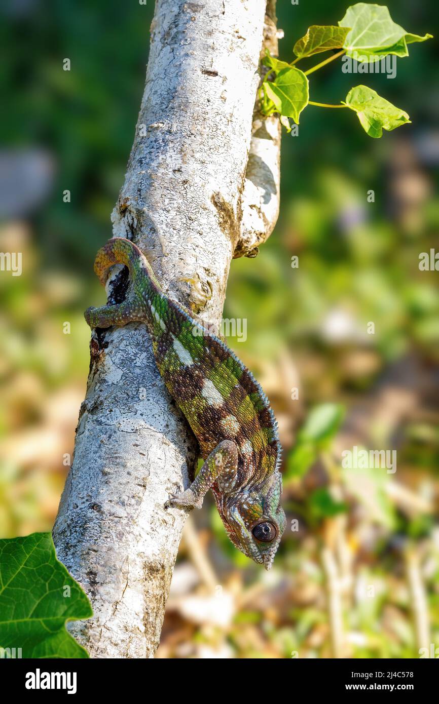 Endemische Eidechse Panther Chamäleon (Furcifer pardalis) im Regenwald bei Masoala, Toamasina Provinz, Madagaskar Tierwelt. Stockfoto