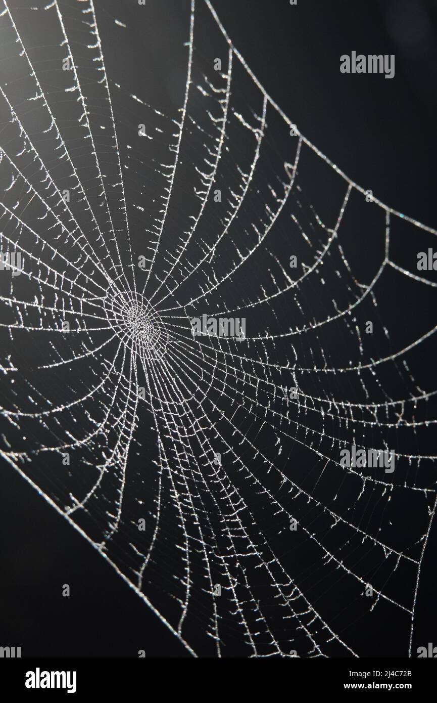Ein schönes Spinnennetz Muster Nahaufnahme mit dunklem Hintergrund Stockfoto