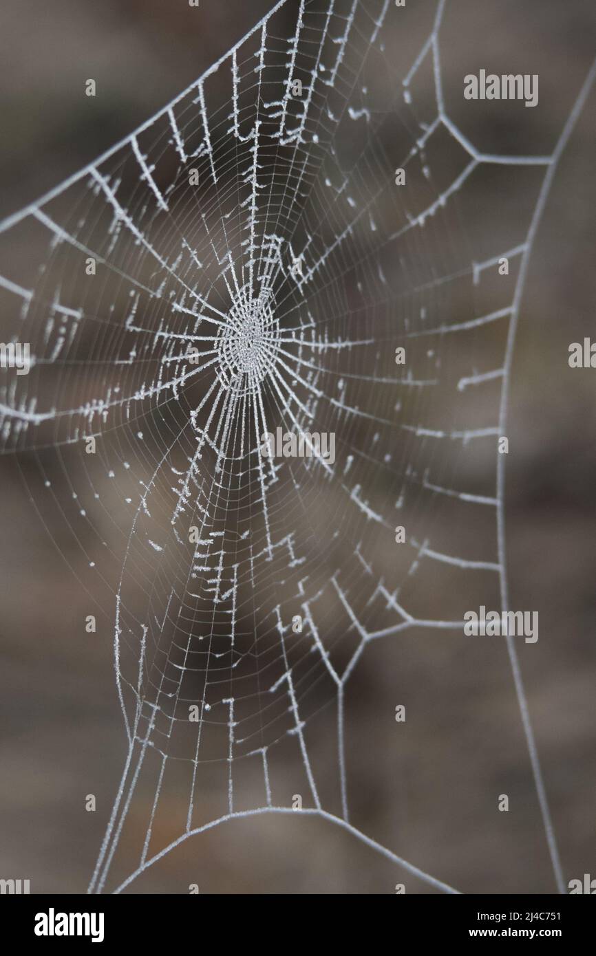 Frostbedeckte Spinnennetze Nahaufnahme mit dunklem Hintergrund Stockfoto