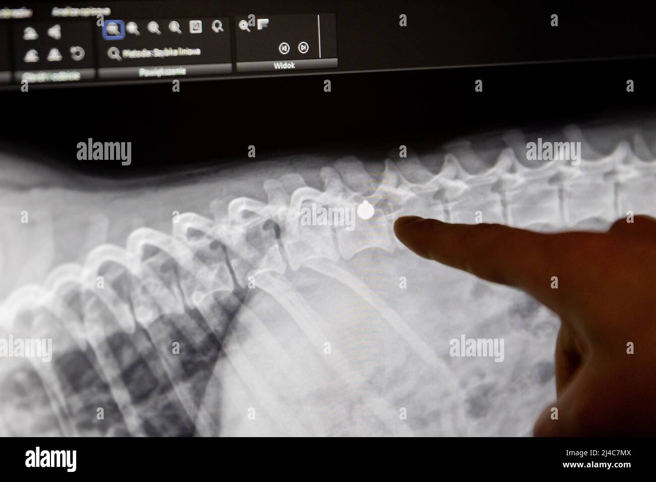 Przemysl, Polen. 12. April 2022. Jakub Kotowicz (M), Tierarzt, zeigt auf eine Röntgenaufnahme des Hundes Vira in der Tierklinik 'Ada', wo eine Kugel in der Wirbelsäule zu sehen ist. Die Hündin Vira wurde vor zwei bis drei Jahren durch eine Kugel in der Wirbelsäule im Donbas verletzt. Da eine chirurgische Entfernung zu gefährlich ist, sollten verschiedene Therapien die Funktion der Hinterbeine stimulieren. (To dpa: 'How a shot Dog from Ukraine learns to walk in Poland') Quelle: Christoph Soeder/dpa/Alamy Live News Stockfoto