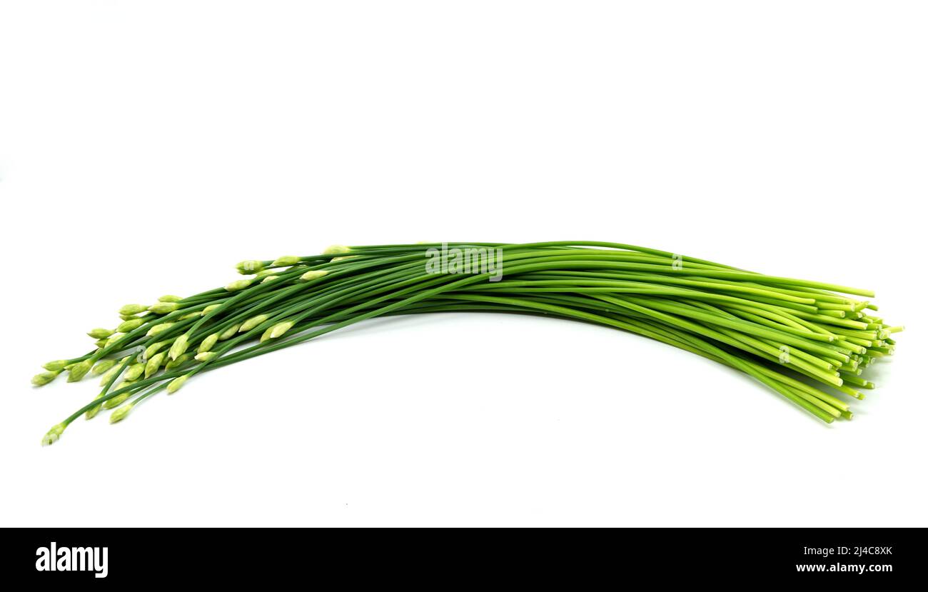Isolierter Knoblauch-Schnittlauch oder chinesischer Schnittlauch auf weißem Hintergrund, ein Bund organischer Knoblauch-Schnittlauch. Stockfoto