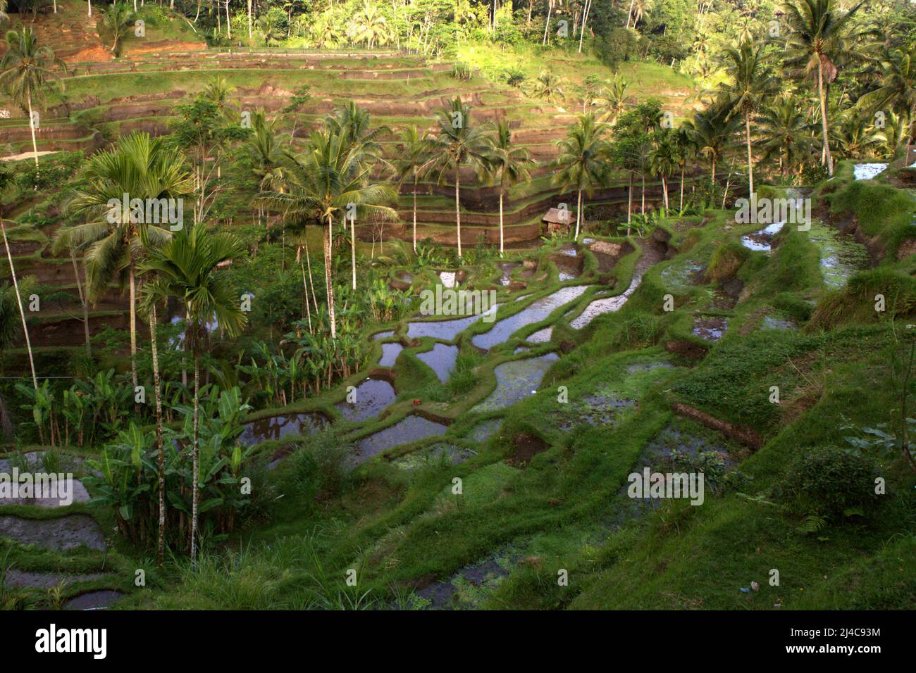 Reisterrassen, die durch ein traditionelles, spirituelles Wassermanagement (Bewässerung)-System in Tegallalang, Gianyar, Bali, Indonesien, bewässert werden. Stockfoto