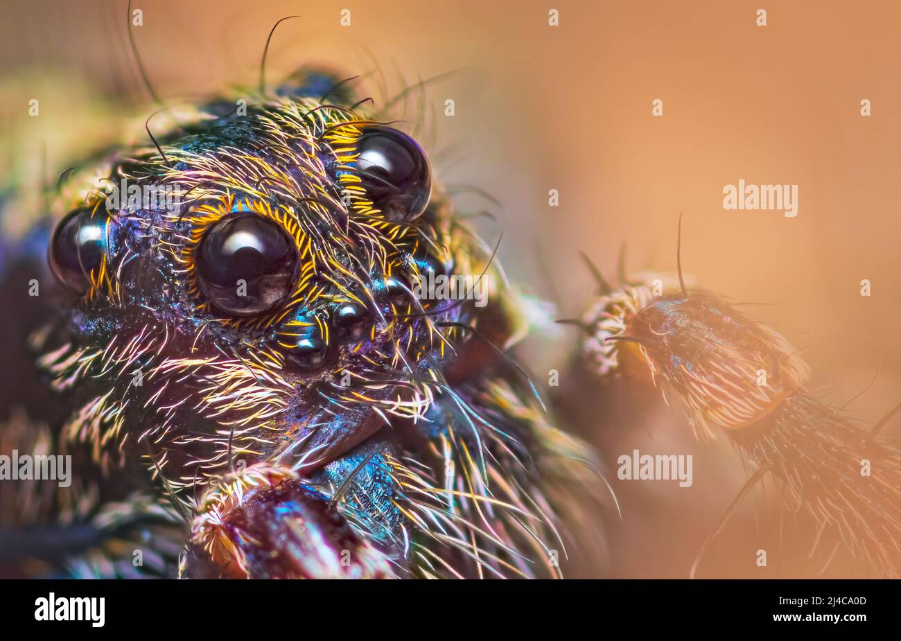 Scary Augen der dünn-legged Wolf Spider - Gattung Pardosa, Nahaufnahme detaillierte Fokus gestapelt Foto Stockfoto
