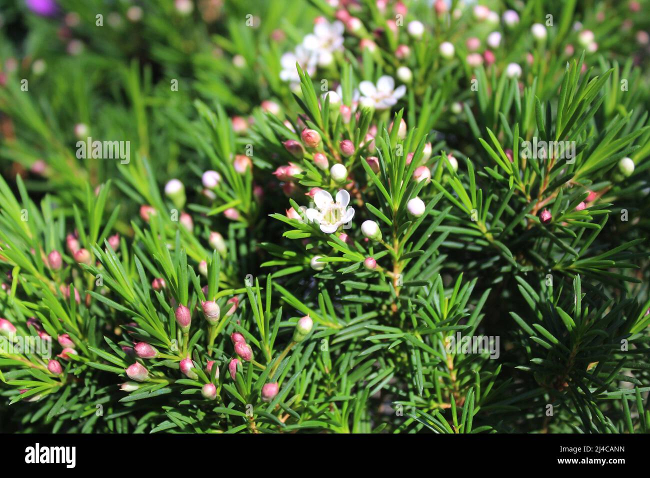 Blühende Wachsblume im Garten Stockfoto