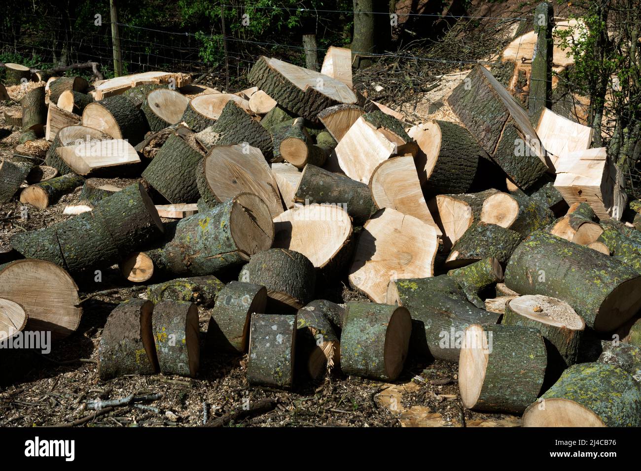 Holzschnitte aus einer gefällten großen Esche, Warwickshire, Großbritannien Stockfoto