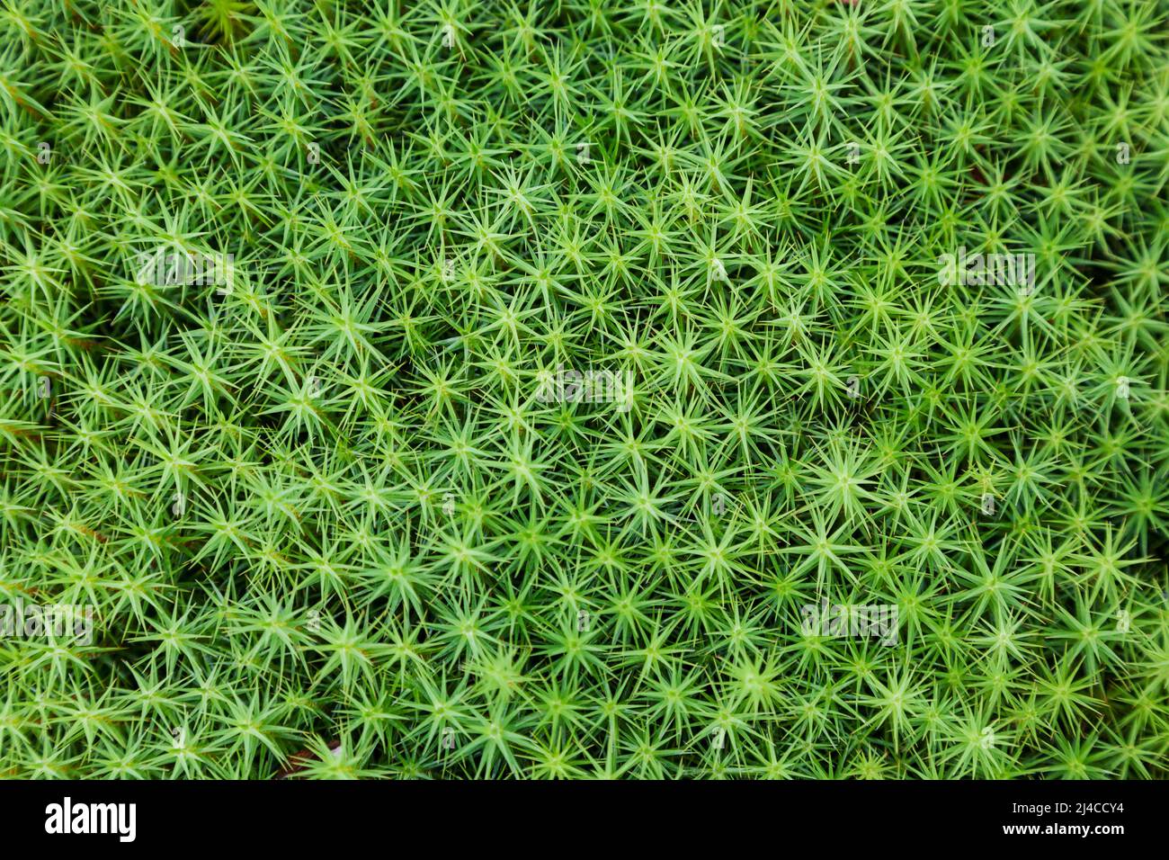 Nahaufnahme von gewöhnlicher Haarmütze Stockfoto
