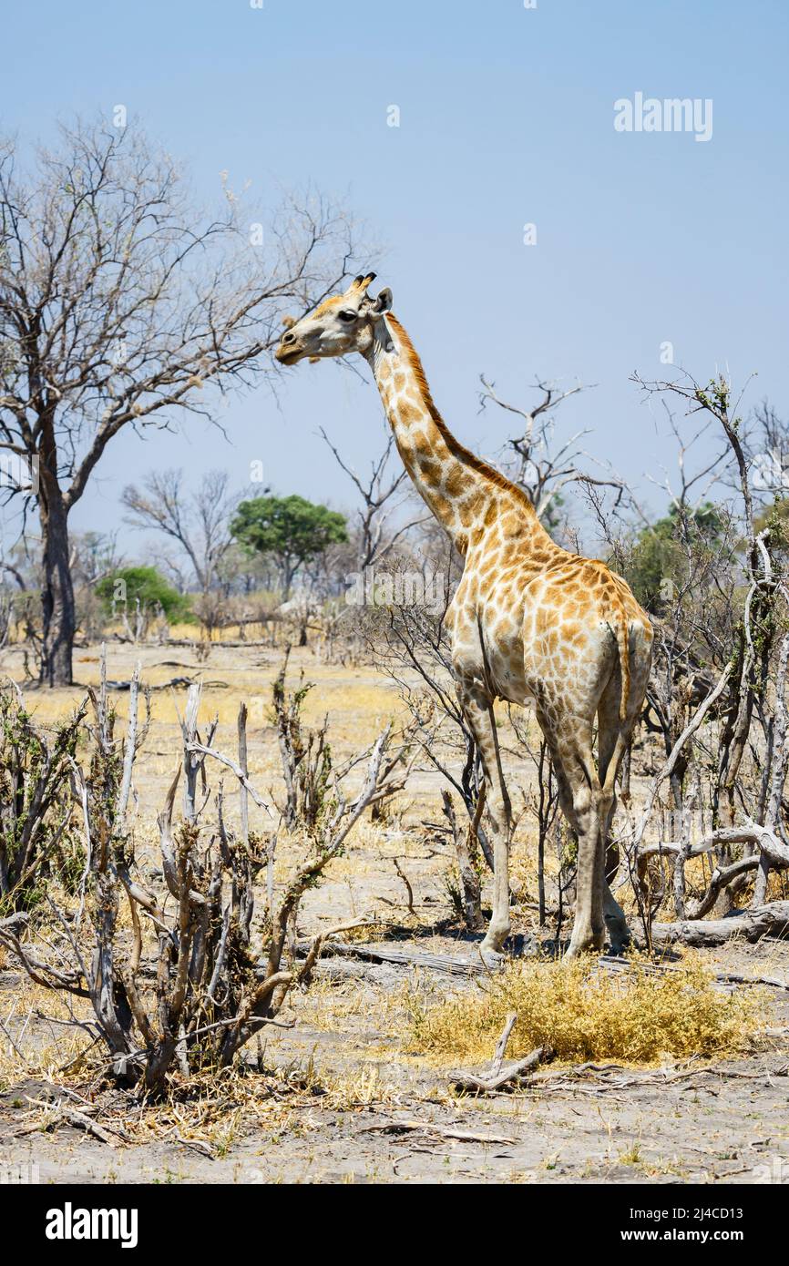 Eine angolanische Giraffe (Giraffa Plancius) blättert in trockenen Macchia-Land im Okavango Delta, Botswana, Südafrika Stockfoto