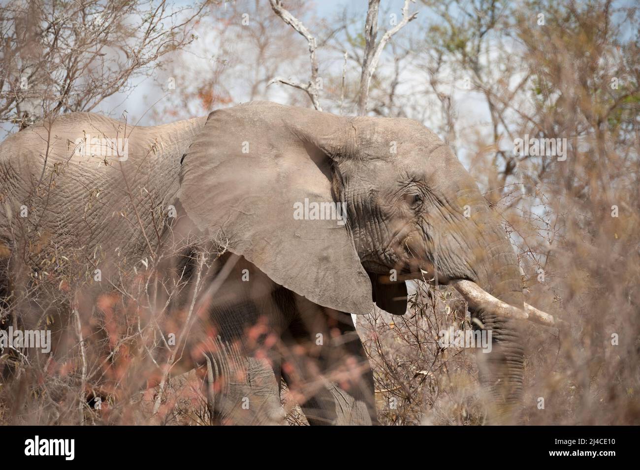 Ein afrikanischer Elefant mit Stoßzähnen, der durch den afrikanischen Busch im Krüger Nationalpark spazierengeht Stockfoto
