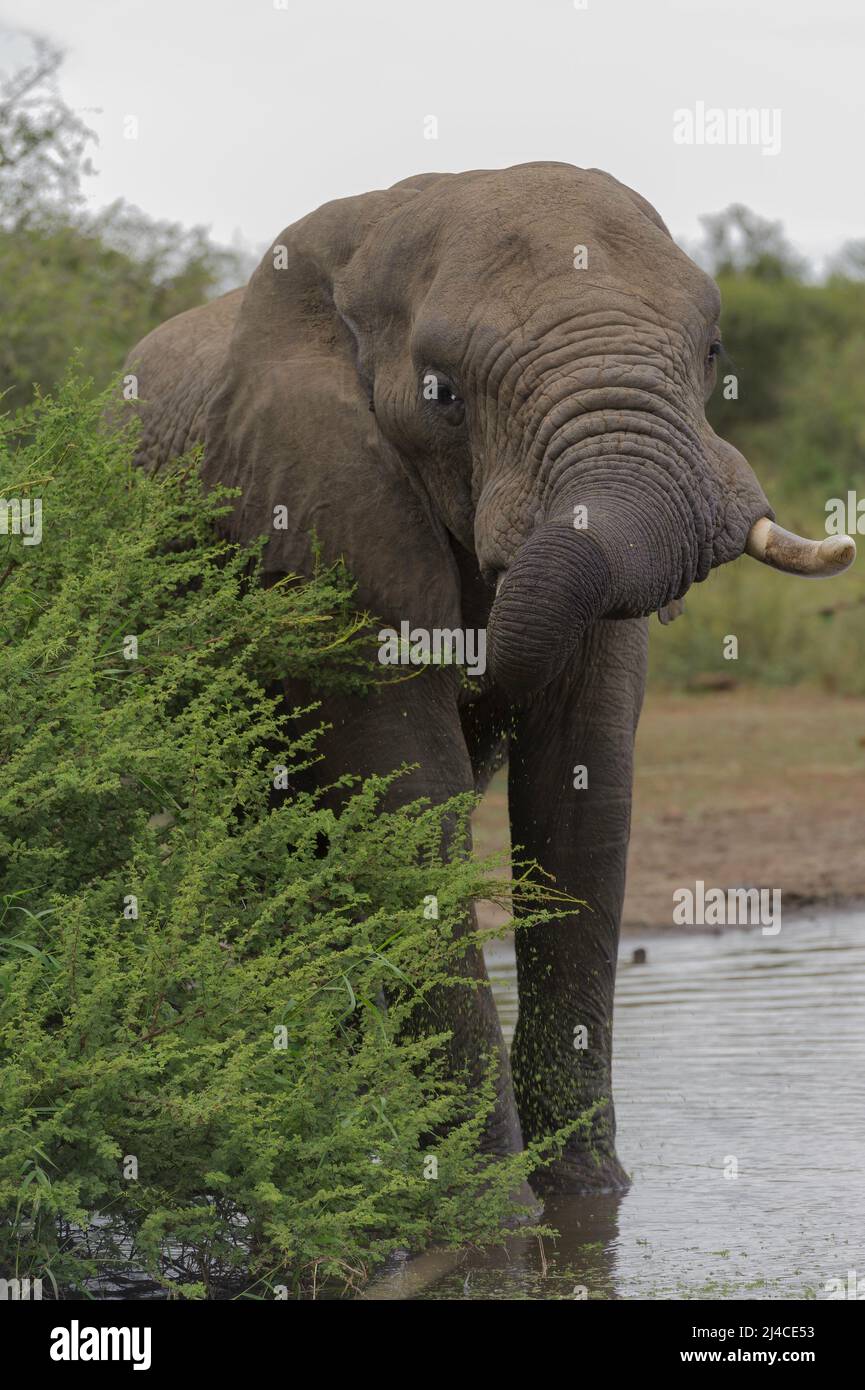 Afrikanischer Elefant mit Stoßzähnen im Kruger-Nationalpark Stockfoto