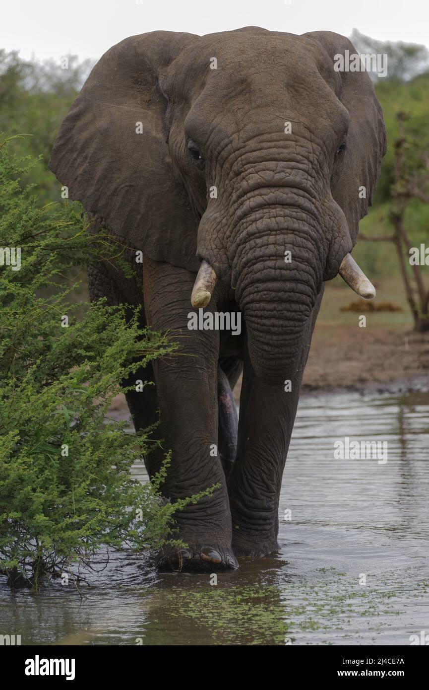 Afrikanischer Elefant mit Stoßzähnen im Kruger-Nationalpark Stockfoto
