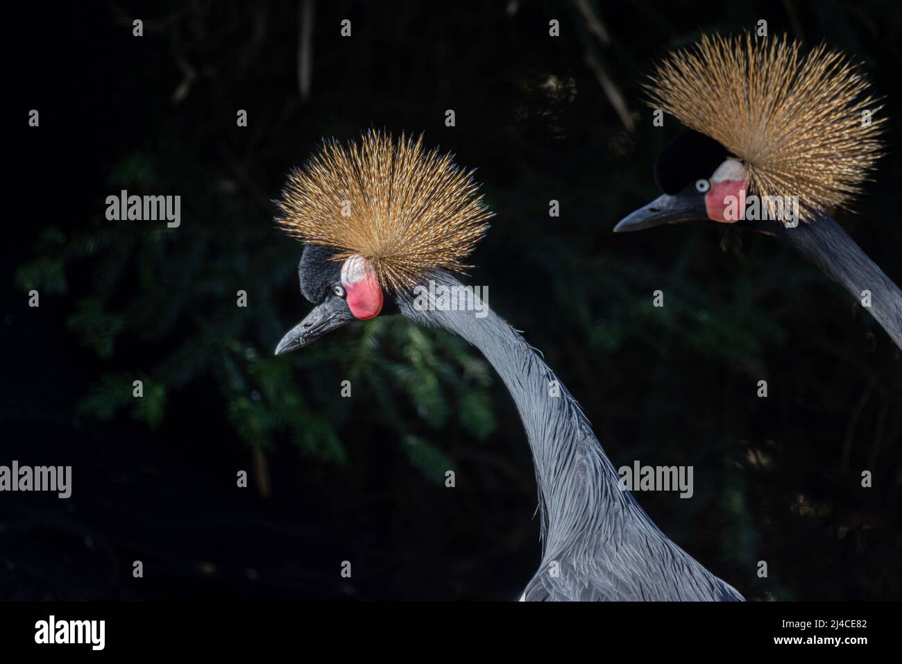 Schöner Vogel, zwei Graukronenkrane mit blauem Auge und rotem Wattle, Kopfprofil vor dunklem, natürlichem Hintergrund. Hochwertige Fotos Stockfoto