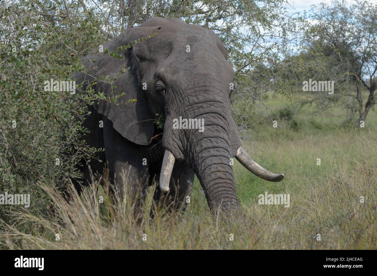 Afrikanischer Elefant mit großen Stoßzähnen im Krüger-Nationalpark Stockfoto