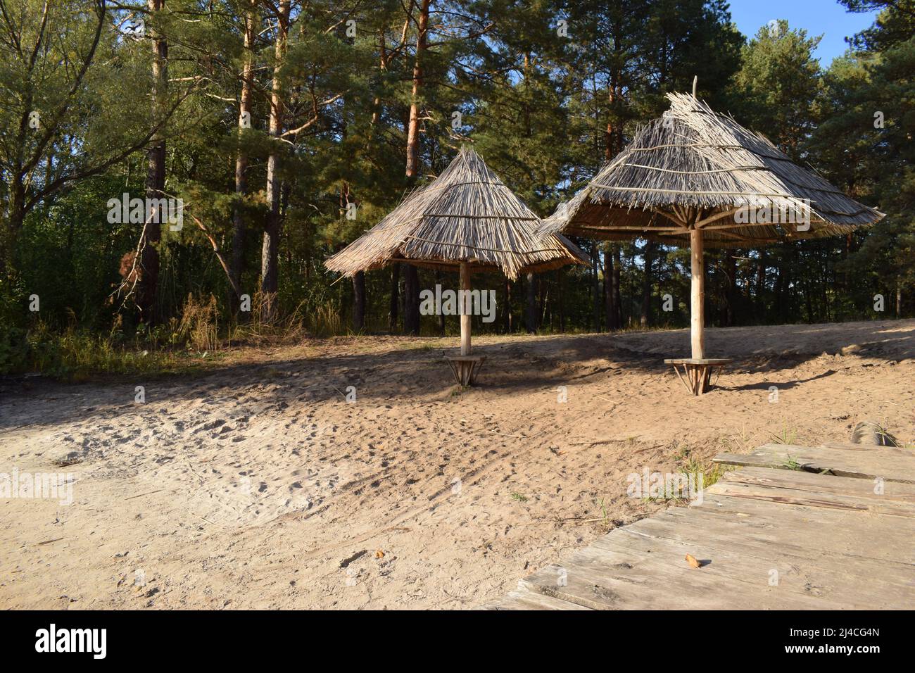 Einsamer Sandstrand am Fluss im Fichtenwald. Wachsende Nadelbäume und Sanddünen am Flussufer bei Sonnenuntergang. Sonnenlicht, Abend. Idyllisches lan Stockfoto