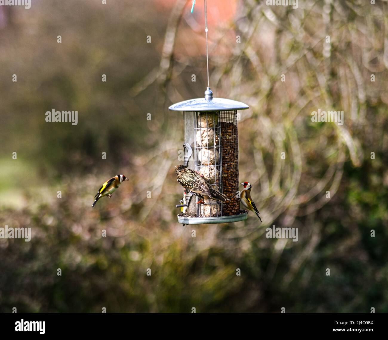 Ein goldfinke, Carduelis carduelis, fliegt auf ein hängendes Vogelfutter zu, mit einem Starling, Sturnus vulgaris, der Suet Balls isst Stockfoto