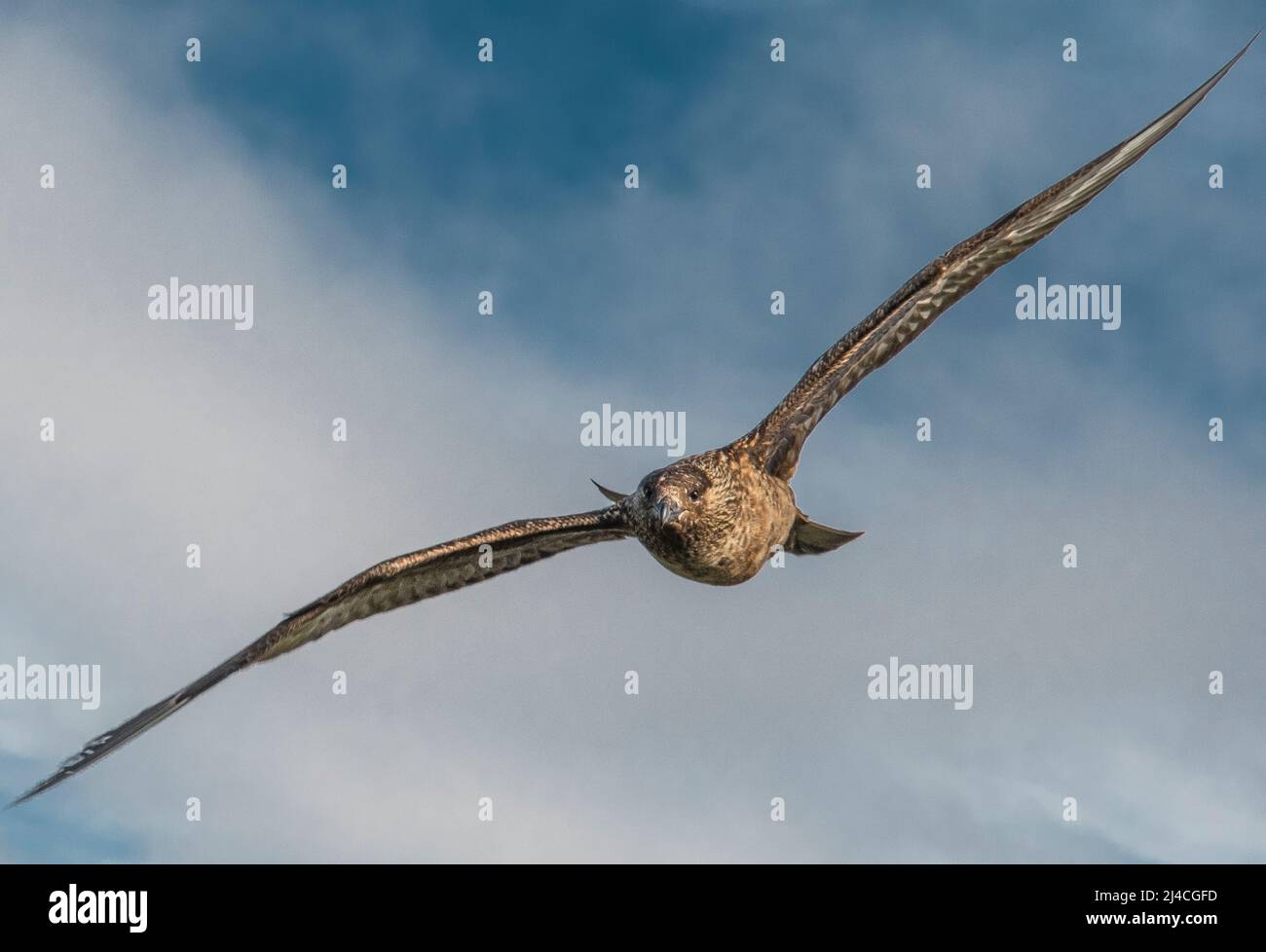 Bonxie oder große Skua im nordatlantik im Angriffsmodus Stockfoto