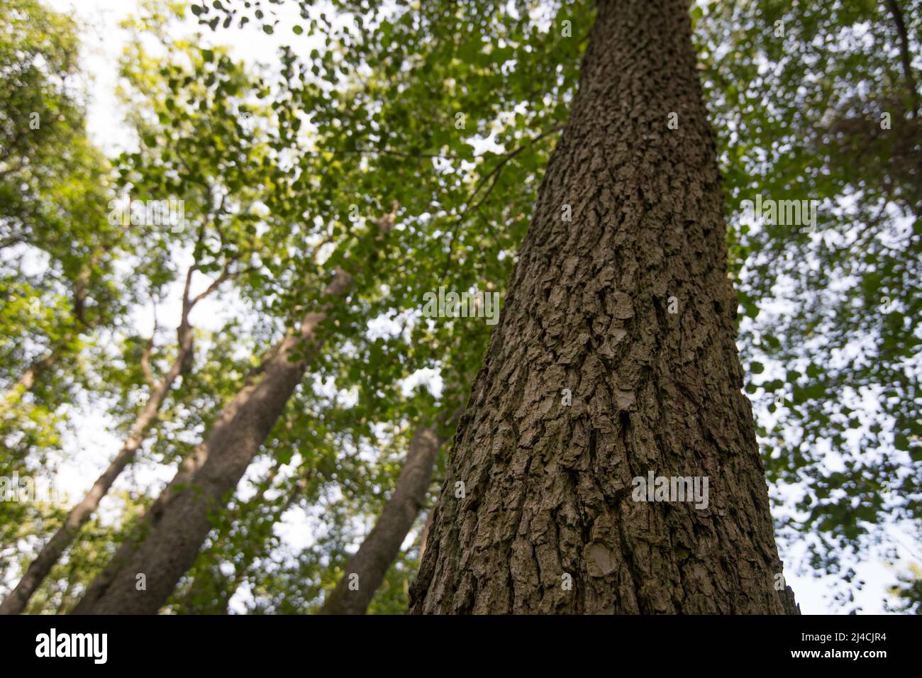 Schwarzerle (Alnus glutinosa), Blick am Stamm entlang in die Baumkrone, Nationalpark Vorpommersche Boddenlandschaft, Mecklenburg-Vorpommern Stockfoto