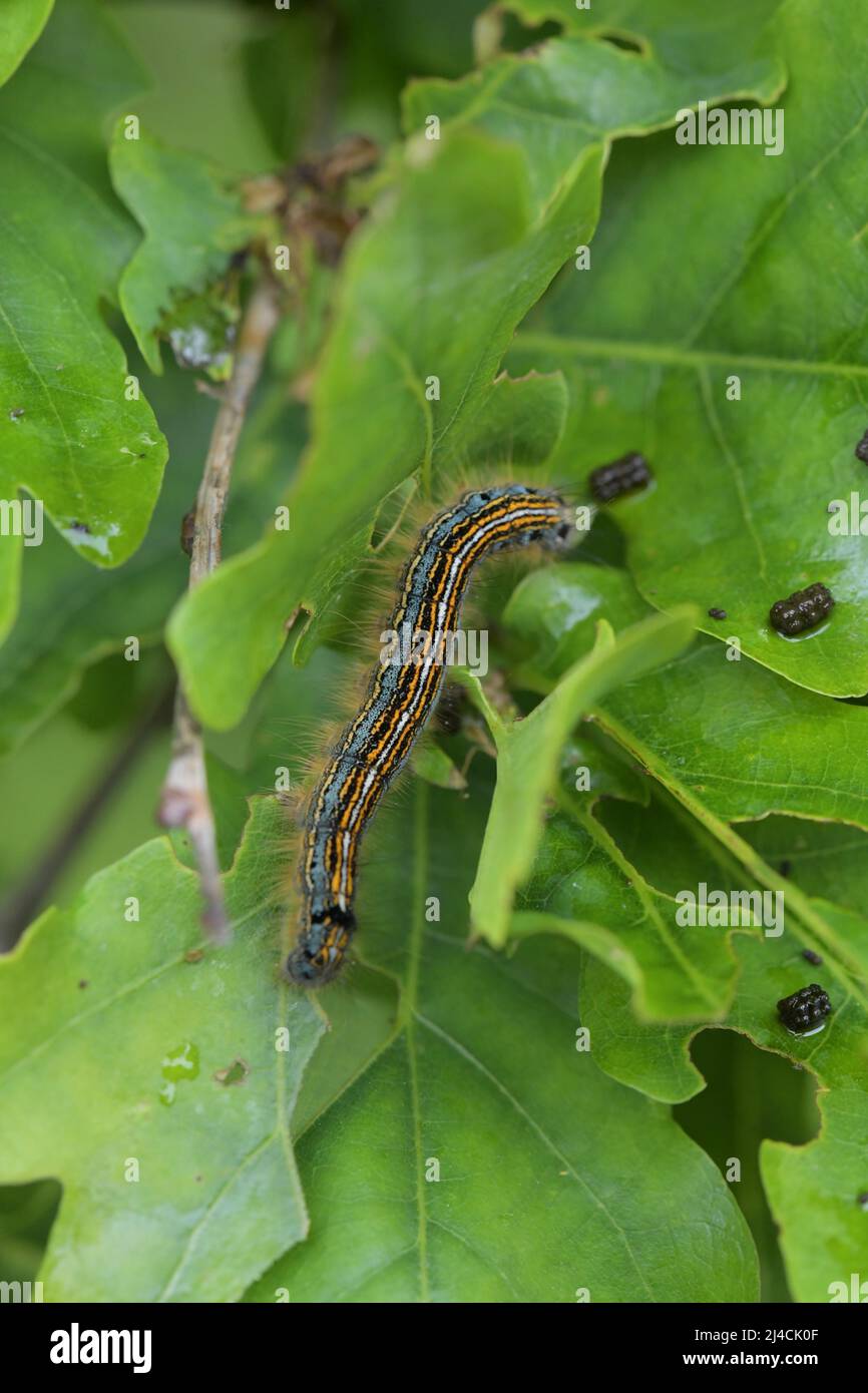 Lakaienmotte (Malacosoma neustria), Raupe kriecht über ein Eichenblatt und isst, Dieselfordter Wald, Nordrhein-Westfalen Stockfoto