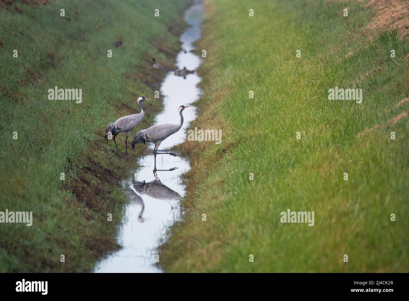 Gewöhnlicher Kranich (Grus grus), zwei Vögel, die durch einen Drainagegraben auf einem Feld auf Nahrungsskärtiche gehen, Niedersachsen Stockfoto