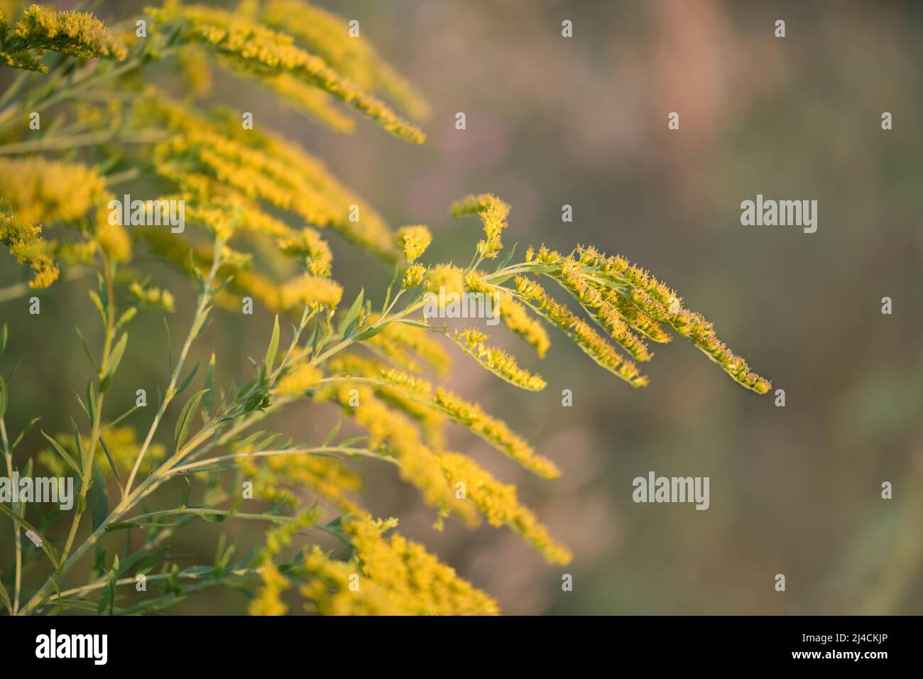 Canada Goldrute (Solidago canadensis), invasive Pflanze blüht bei