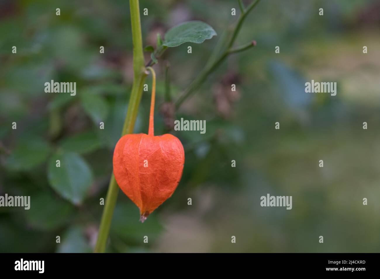 Physalis (Physalis), Pflanze mit Fruchtabdeckung der reifen Frucht im  Garten, Velbert, Deutschland Stockfotografie - Alamy