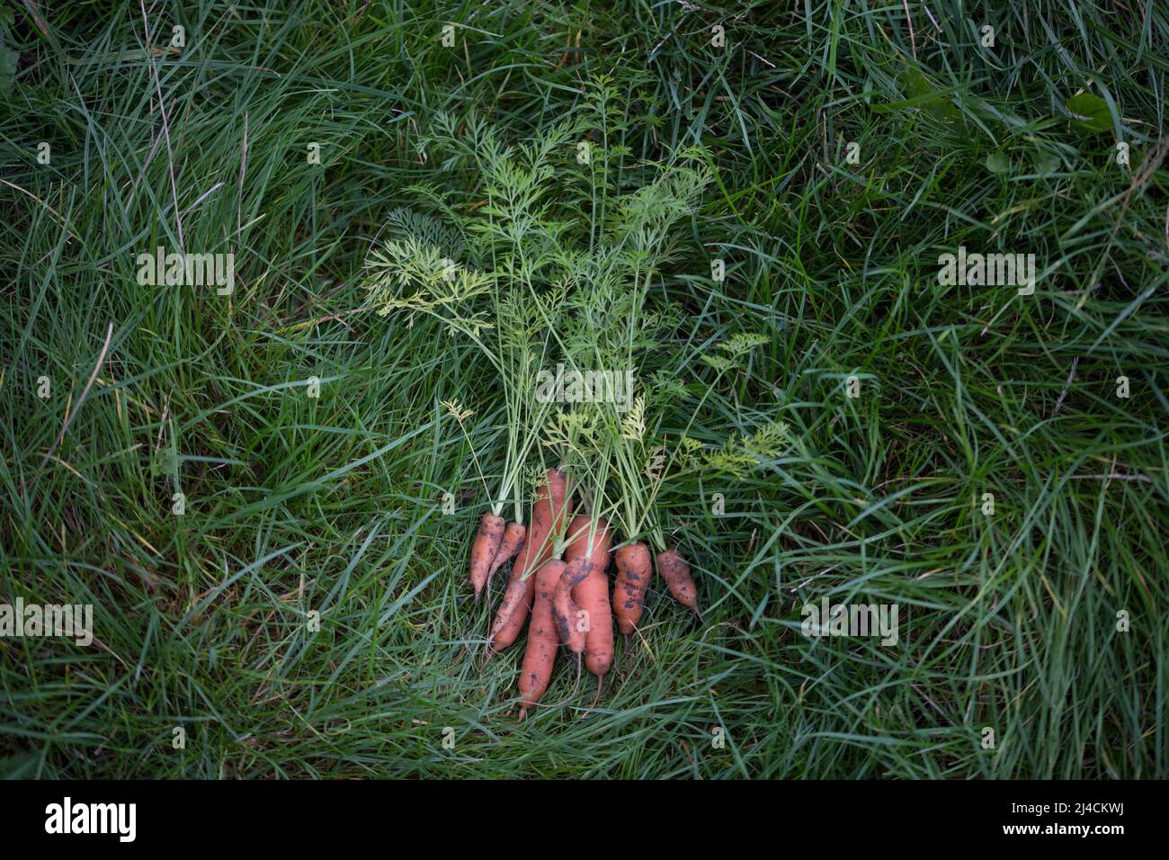 Karotte (Daucus carota), gerade geerntet, liegt auf der Wiese im Garten