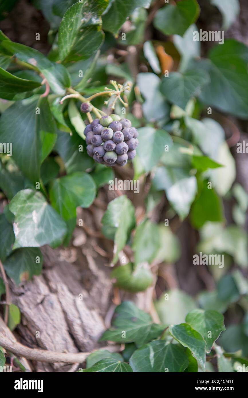 Efeu (Hedera Helix), die reifen Früchte, sind eine wichtige Nahrungsquelle für Düsseldorf Stockfoto