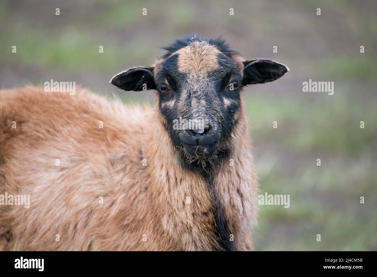 Kamerun Schafe, Naturschutzgebiet für den Erhalt von freiem Land, Düsseldorf, Deutschland Stockfoto