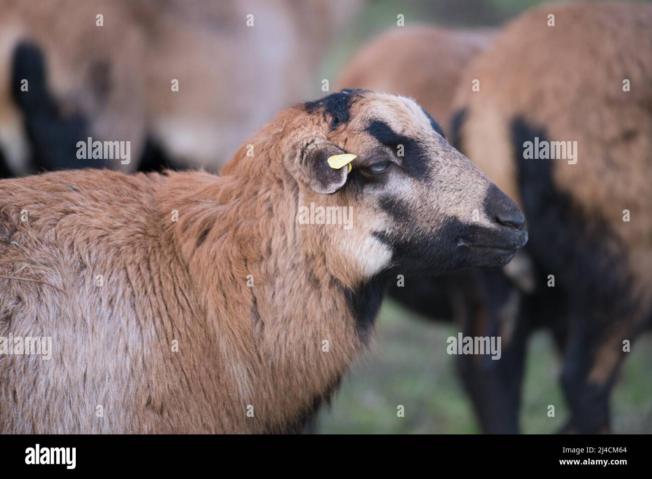 Kamerun Schafe, Naturschutzgebiet für den Erhalt von freiem Land, Düsseldorf, weiblich, Deutschland Stockfoto