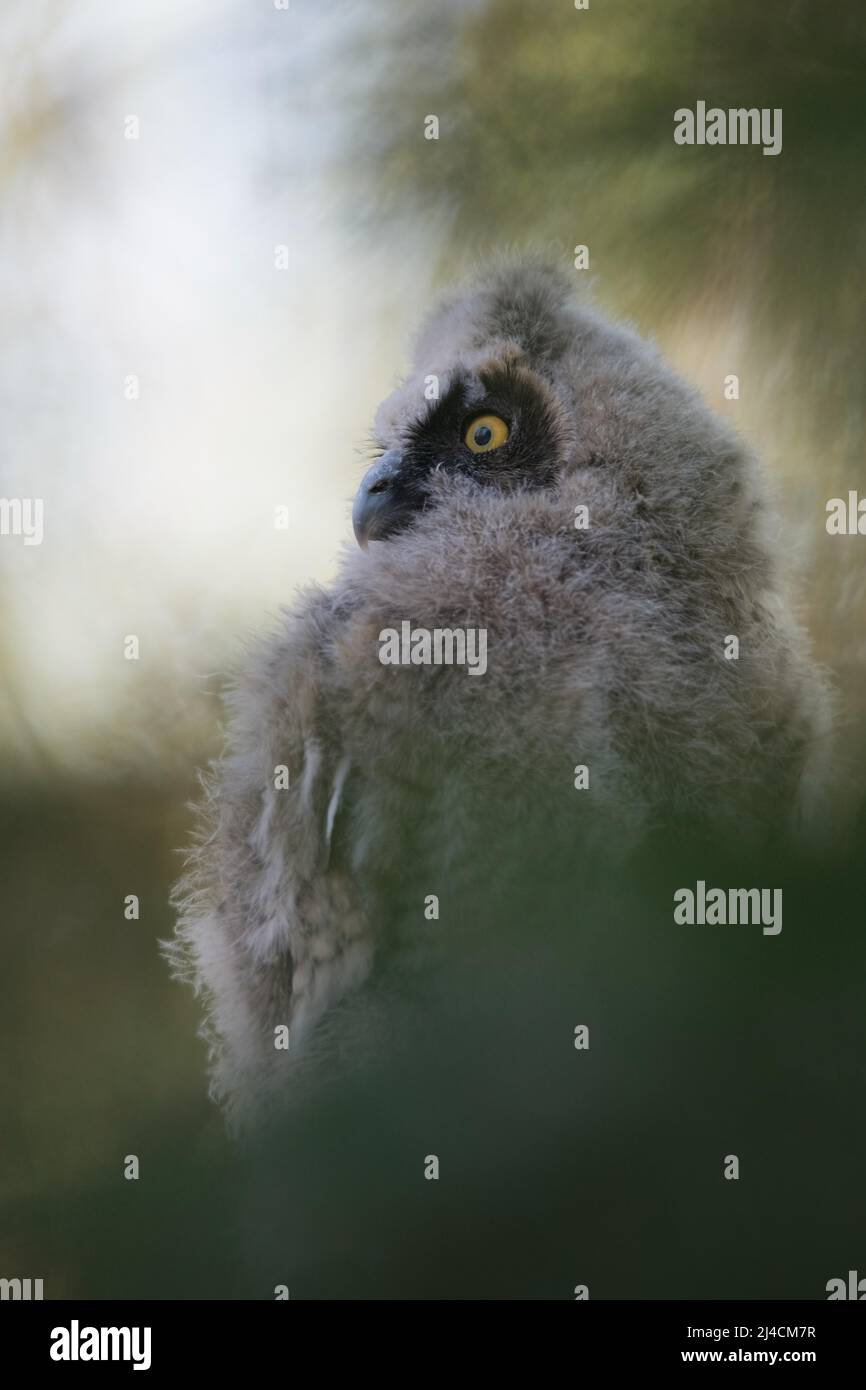 Langohreule (ASIO otus), auf einem Ast versteckt sitzend, auf dessen Nahrung die Eltern warten, Nestling, Nordrhein-Westfalen Stockfoto