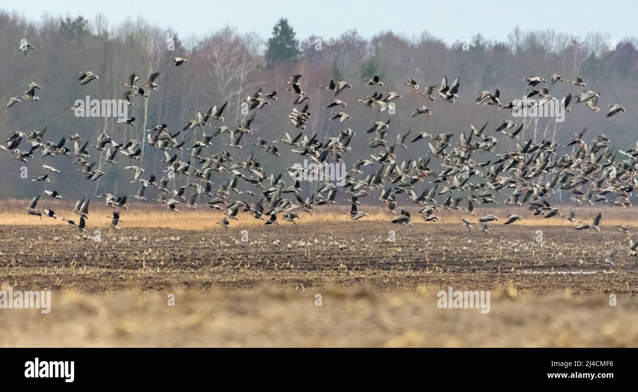 Große Herde von Gänsen (Anser fabalis) und Großgänsen (Anser albifrons), die im Frühjahr tief über dem Trockenfeld fliegen und schließlich landen Stockfoto